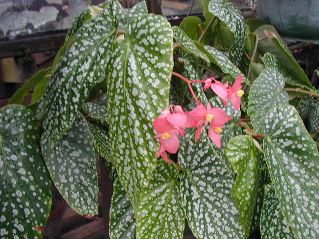 B. ‘Jan Knight’
